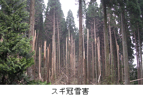 スギ冠雪害